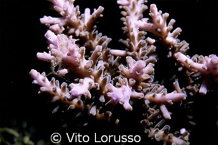Corals by Vito Lorusso 