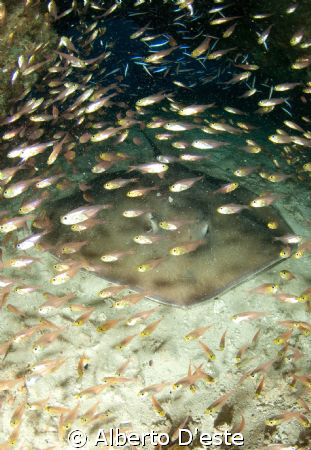 A big Sting Rey in cave wrapped in glass fish.
Nikon D70... by Alberto D'este 