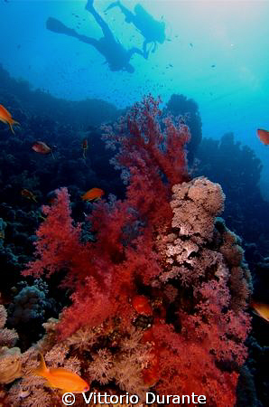A branch of soft coral and divers at Jackson Reef by Vittorio Durante 