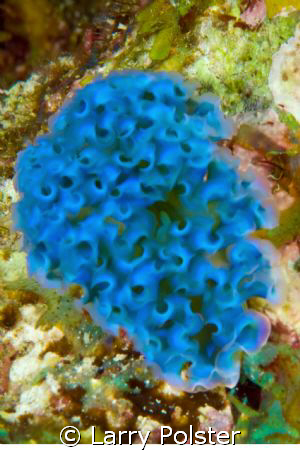 Lettuce slug, Bonaire, D300, 105VR by Larry Polster 