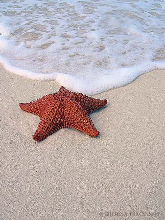 Cushion Sea Star (Oreaster reticulatus) on beach in Provi... by Theresa Tracy 