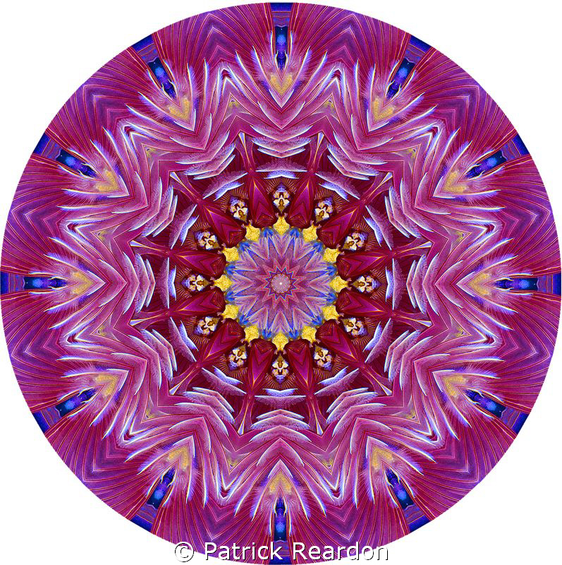 Kaleidoscopic image created from a photo of a featherdust... by Patrick Reardon 
