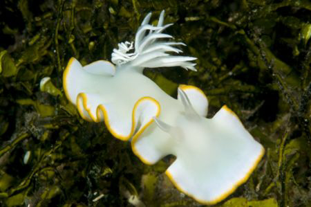 Nudibranch near Wakatobi by Andy Lerner 