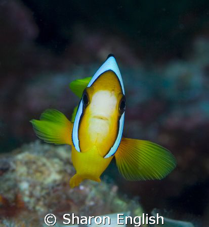 Another anemonie fish - just because they are so beautiful! by Sharon English 