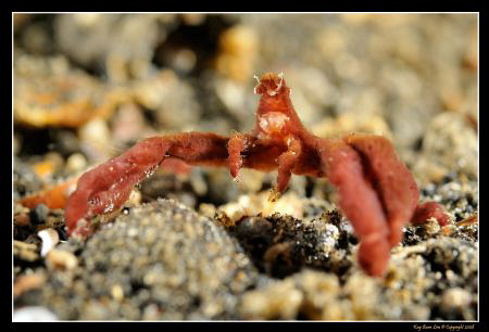 D300, 60mm AF-S, YS-110a strobes, Lembeh Straits by Kay Burn Lim 