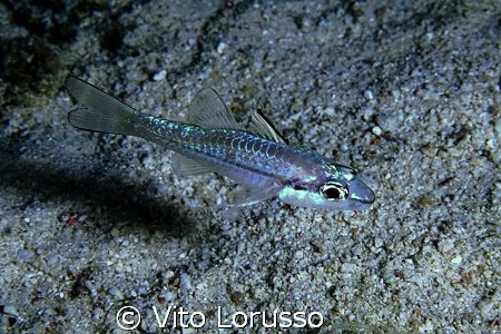 Fishs by Vito Lorusso 