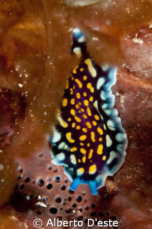 Flat worm in Tanzania, Nikon D70S, 105mm, DS160 by Alberto D'este 