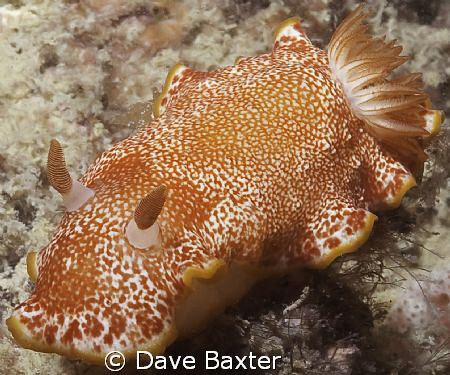 taken @ ammo jetty Perth WA by Dave Baxter 