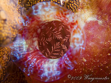 "Inside the Tunicate" - Banta Island, Komodo (Canon G9, I... by Marco Waagmeester 