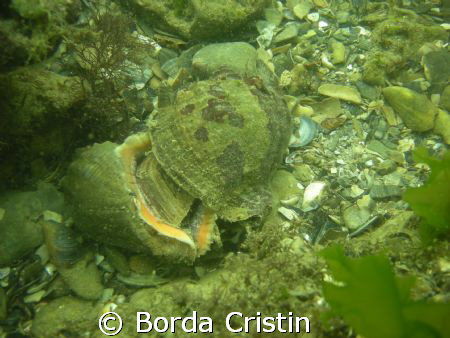 It's my meal! by Borda Cristin 