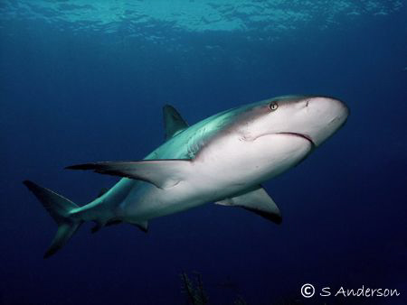 They swarmed around the bottom of the boat in hopes of mo... by Steven Anderson 