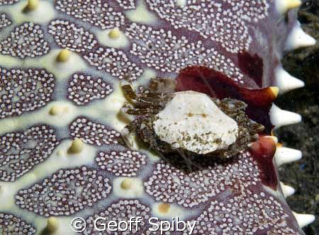a tiny crab living on a starfish by Geoff Spiby 