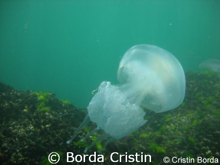 Beauty by Borda Cristin 