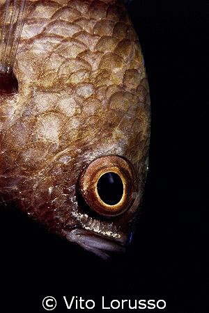 Fishs - Chromis chromis by Vito Lorusso 