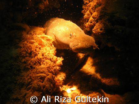 I shot this picture from the karakaya lake. It is a kind ... by Ali Riza Gultekin 