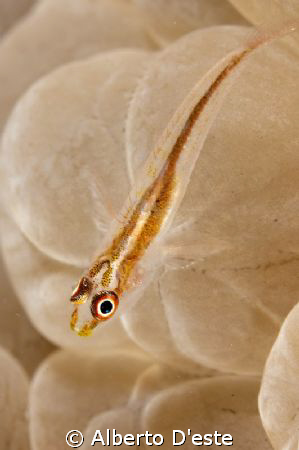 Goby, D70S, 105MM, DS160 by Alberto D'este 