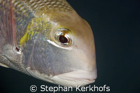bigeye emperor (monotaxis grandoculis) taken in Na'ama Bay. by Stephan Kerkhofs 