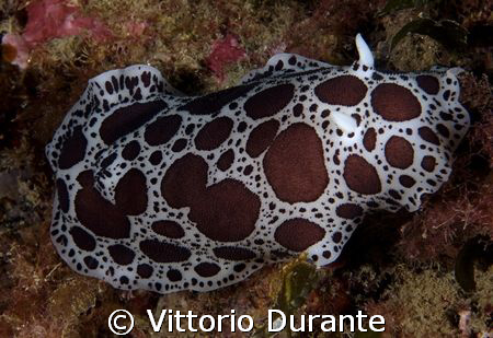A nudi that looks like a cow by Vittorio Durante 