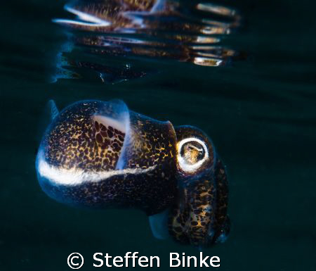 Bobtail Squid by Steffen Binke 