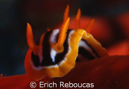 Pyjama slug feeding on a red sponge.
Jackson Reef, Tiran... by Erich Reboucas 