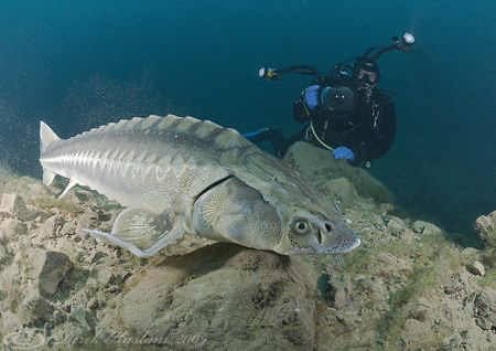 Mark with sturgeon. Capernwray. D200, 10.5mm. by Derek Haslam 