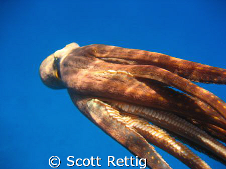 Tako................Oahu by Scott Rettig 