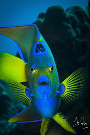 1/60 at f16
Usually these French Angel Fish are very ski... by Julian Cohen 