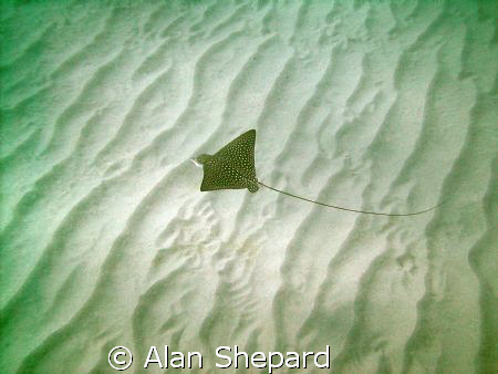 This little eagle ray has been living in Hanauma Bay for ... by Alan Shepard 