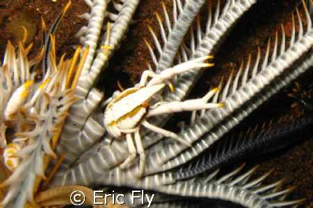 Crinoid lobster at Tulamben by Eric Fly 