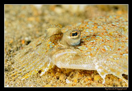 D300, 60mm AF-S, YS-110a by Kay Burn Lim 