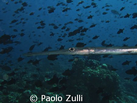 "Acquario"maldives 2007- G7canon by Paolo Zulli 