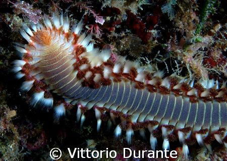Hermodice Carunculata by Vittorio Durante 