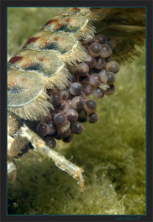 Cray’s abdomen loaded with eggs by Sven Tramaux 