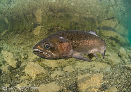 Rainbow trout in the shallows, Capernwray.
January 09.
... by Mark Thomas 