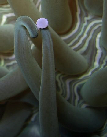 "The Kiss" close up of the coral. Casio Exilim by Andrew Macleod 