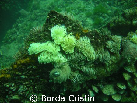 "Garden" (Rapana venosa eggs) by Borda Cristin 