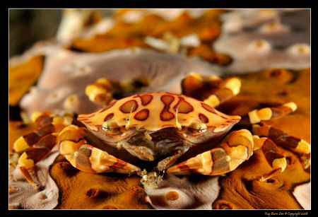 D300, 60mm AF-S, YS-110a strobes, 

Crab on Sea Cucumber by Kay Burn Lim 