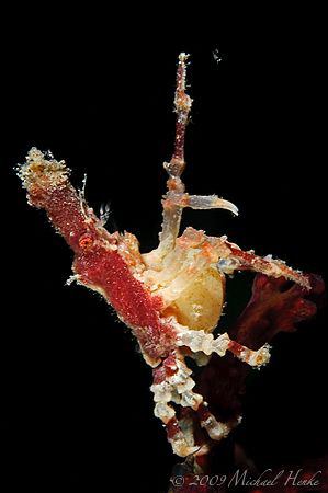 Xenocarcinus conicus with PARASITIC barnacle Sacculina. L... by Michael Henke 