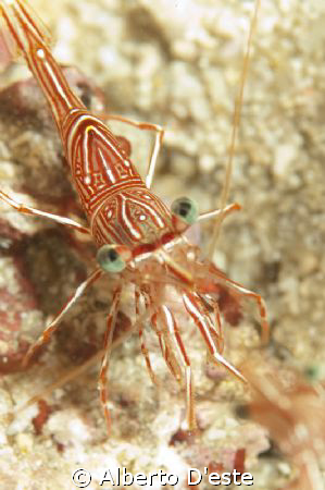 Shrimp in coral garden, night dive by Alberto D'este 