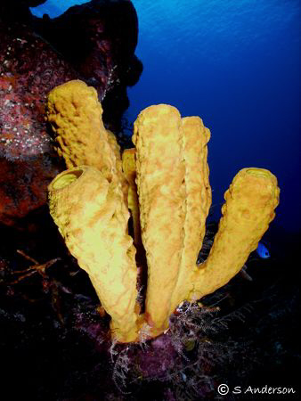 This photo was taken in Cozumel in October 2008. The reef... by Steven Anderson 