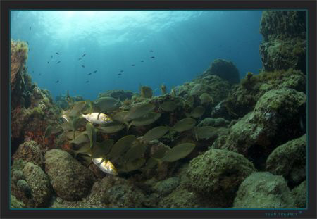 School of Salema (Sarpa salpa)    
 by Sven Tramaux 