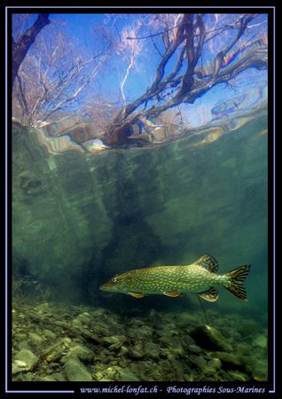 A beautiful Adult Pike Fish - hunting. Picture taken in A... by Michel Lonfat 