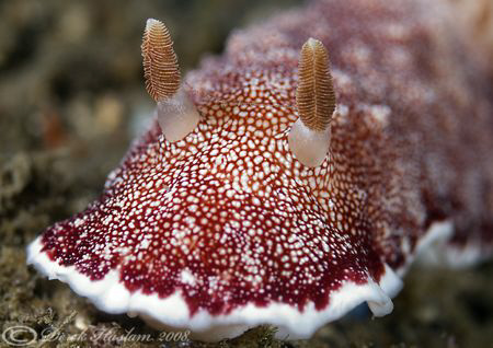 Chromodoris reticulata. Lembeh straits. D200, 60mm. by Derek Haslam 