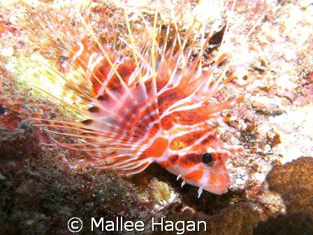 Used a SeaLife DC-800 (f/3.7, 1/164 sec, ISO-64, @9mm), S... by Mallee Hagan 