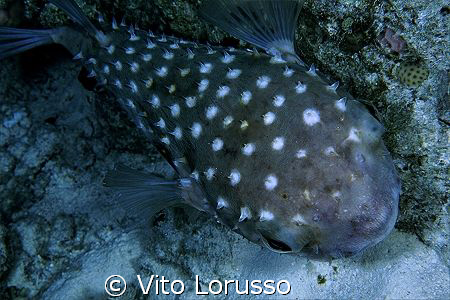 Fishs by Vito Lorusso 