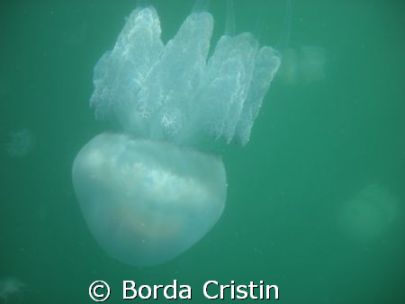 "The clones" by Borda Cristin 