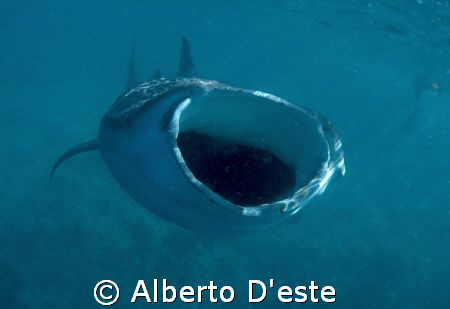 Waleshark in Vilamendhoo, Nikon D70S, 16mm, no Strobo/Flash. by Alberto D'este 