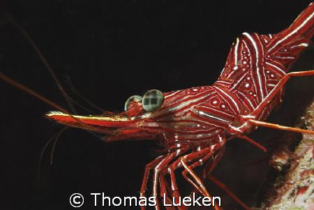 found in Lembeh; d200 by Thomas Lueken 