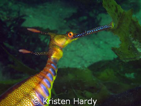 Beautiful weedy sea dragon. This one was carrying eggs. :-) by Kristen Hardy 