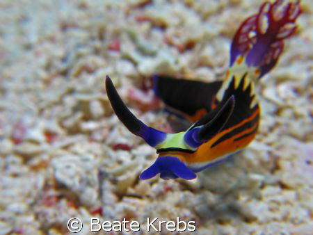 Nembrotha at 100 feet on the sandbottom , taken with my C... by Beate Krebs 